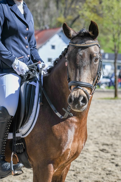 波神霍乐迪 波神霍乐迪