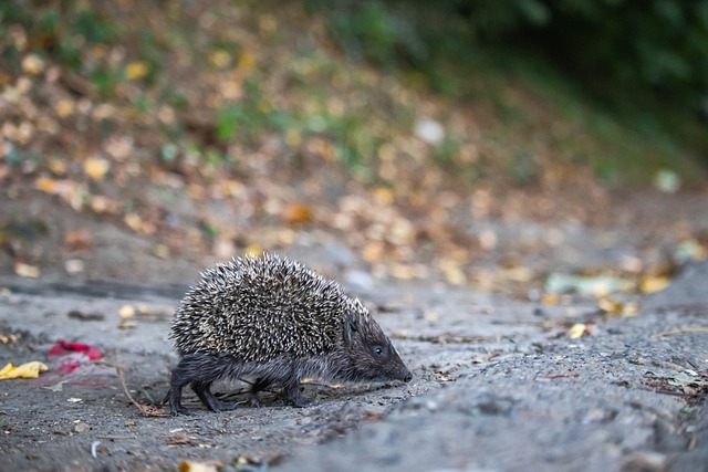 巴乔的失手 巴乔的失手